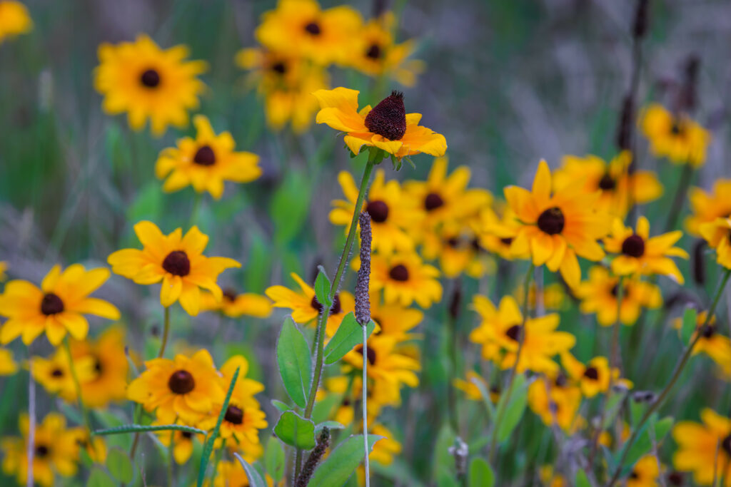 Vibrant Yellow Wildflowers in Lush Summer Field Background Wallpaper