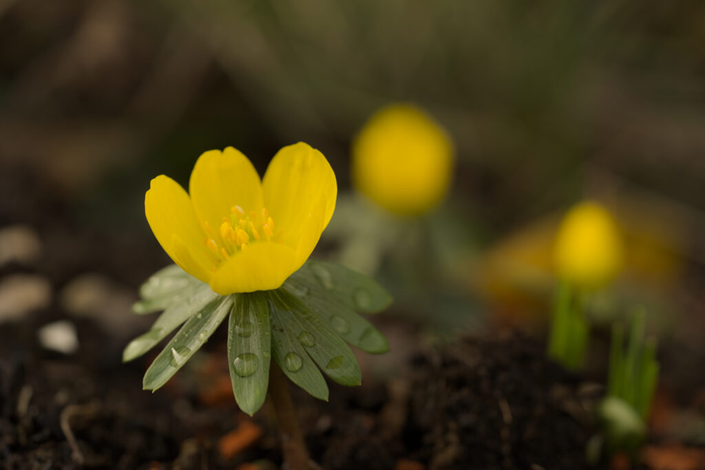 Close-Up of Vibrant Yellow Winter Aconite with Dewdrops - Spring Bloom Wallpaper