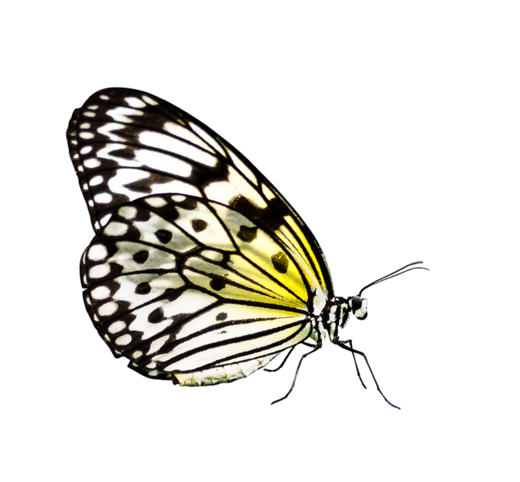 Vibrant Yellow & Black Butterfly Wallpaper - Stunning Patterned Wings
