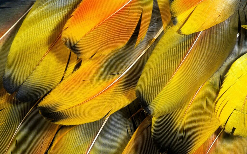 Intricate Yellow & Black Striped Feather Wallpaper Background