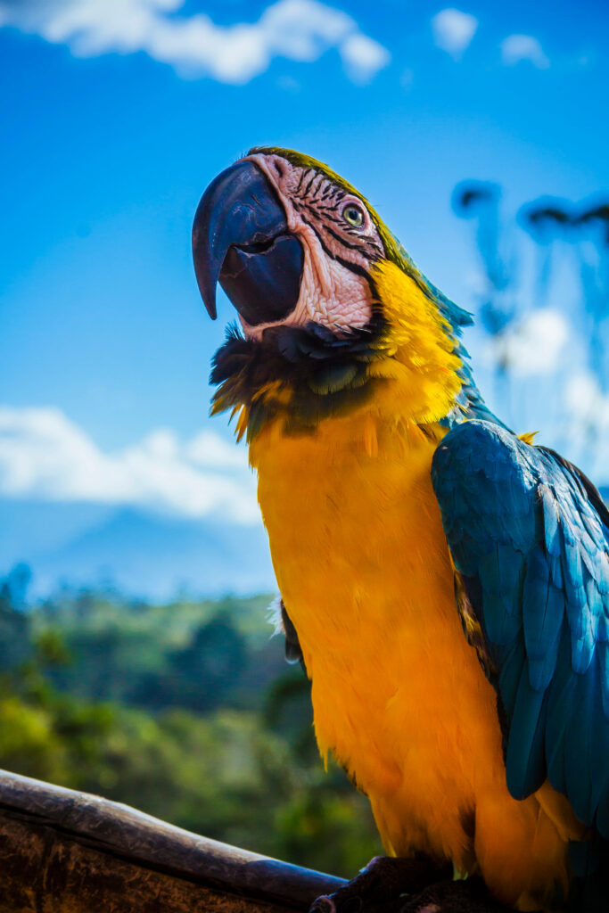 Vibrant Yellow & Blue Parrot Wallpaper in Lush Scenic Background