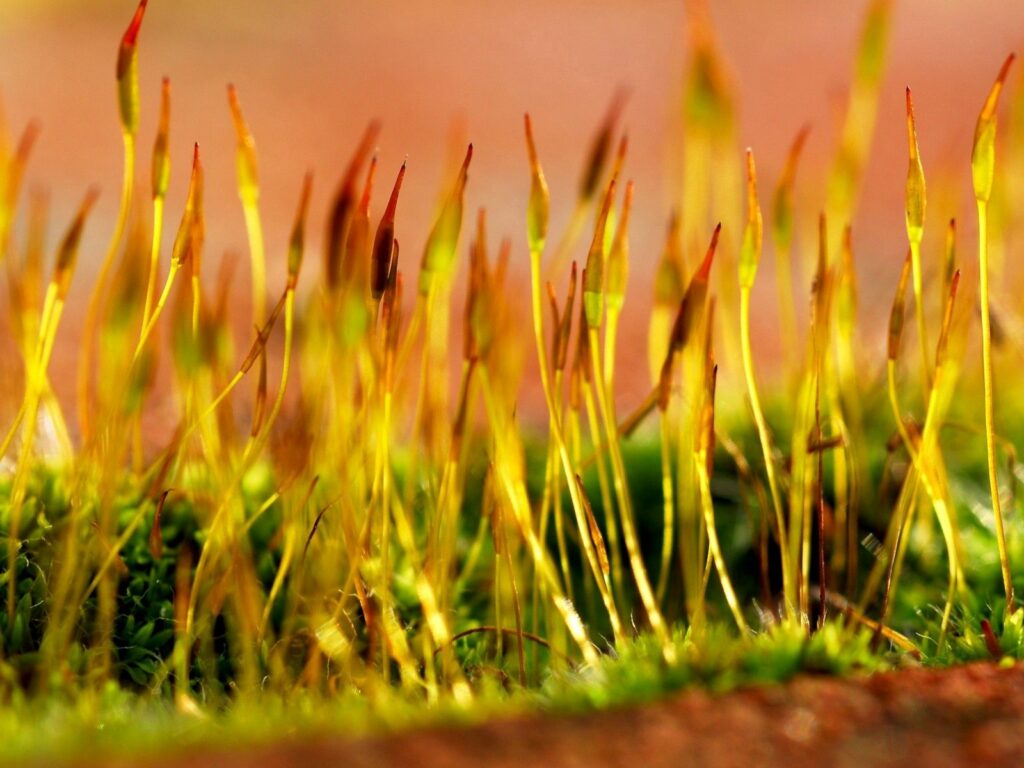 Vibrant Yellow and Green Grass Close-Up Wallpaper Background