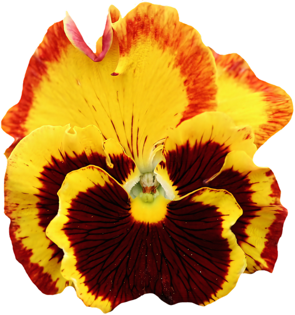 Vibrant Yellow & Red Pansy Flower with Intricate Petal Patterns Wallpaper