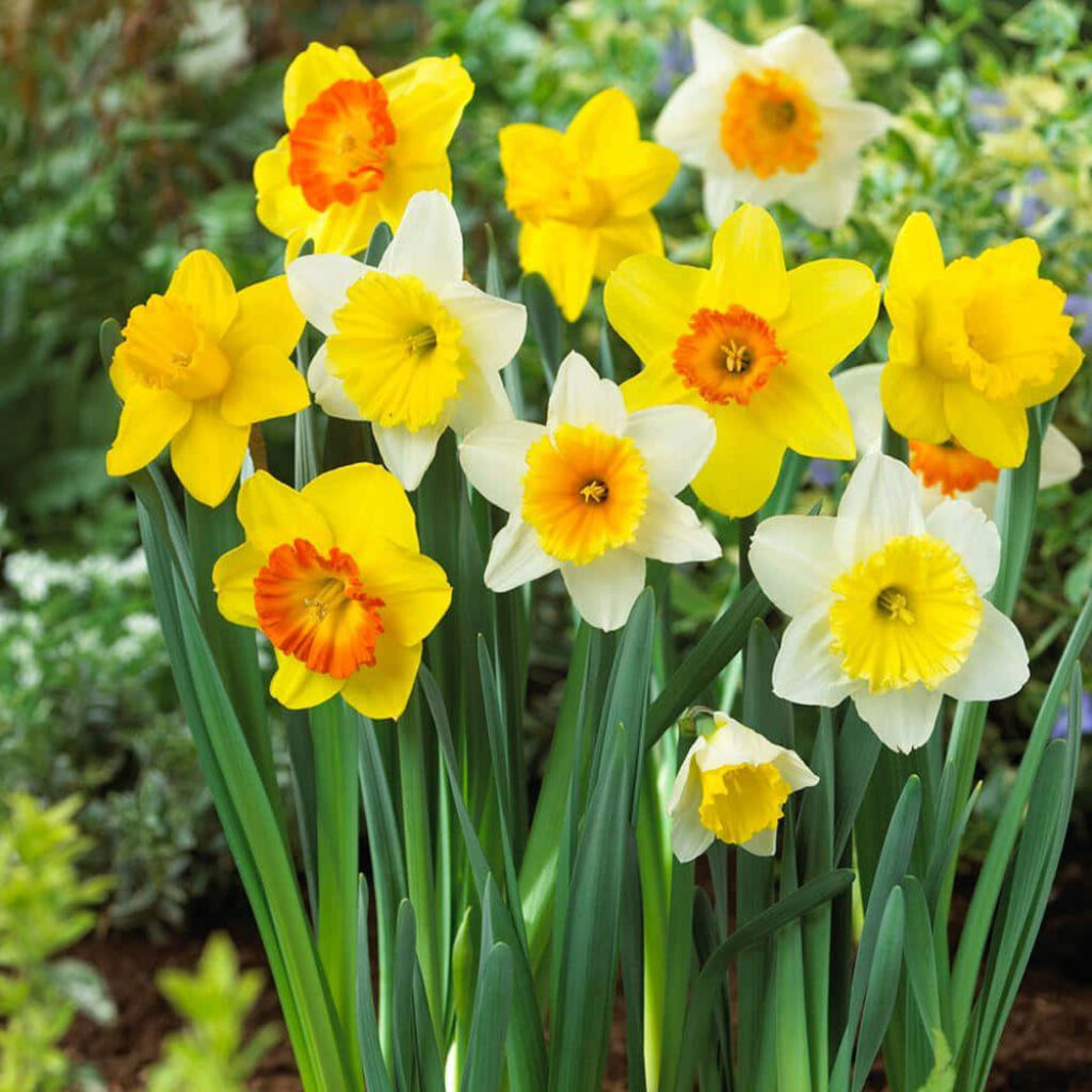 Vibrant Yellow and White Daffodils Wallpaper Background in Spring