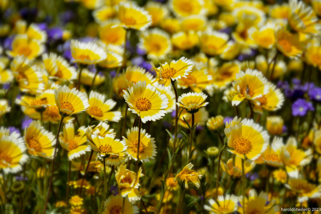 Cheerful Yellow & White Flower Wallpaper – Fresh Spring Background