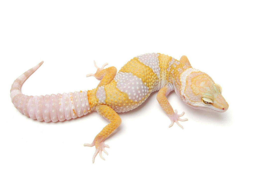 Vibrant White & Yellow Leopard Gecko Wallpaper Against Clean Background