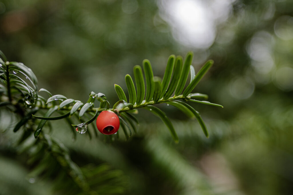 Vibrant Yew Branch Macro: Green Needles & Red Berries Wallpaper