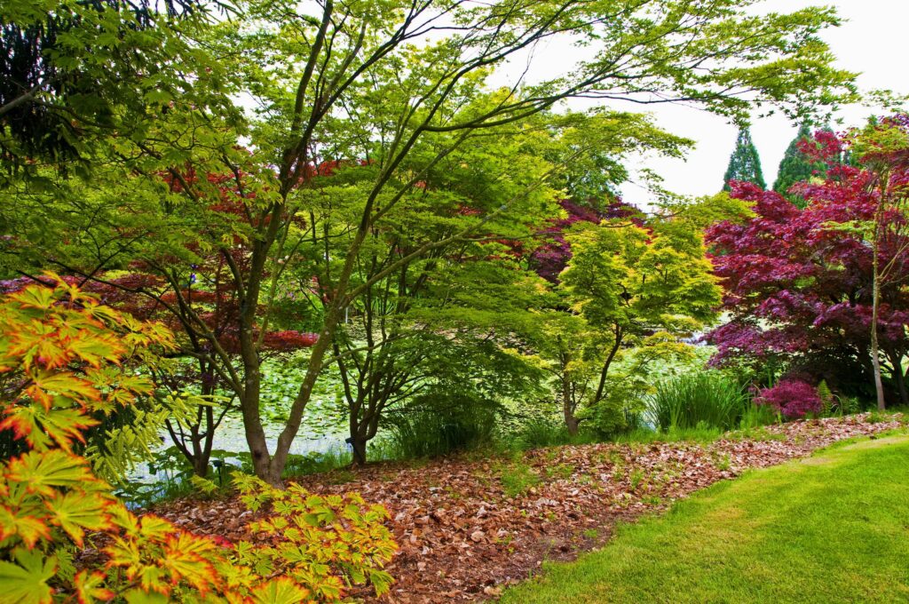 Vibrant young trees with fresh green leaves and colorful foliage in a lush natural landscape wallpaper
