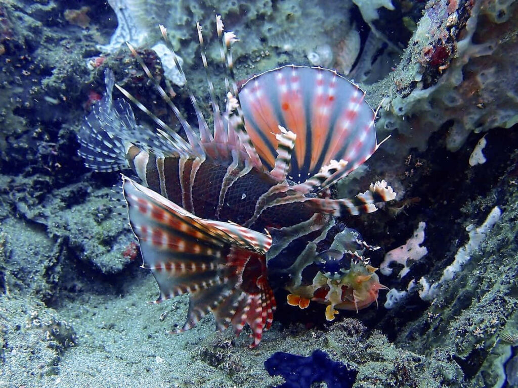 Vibrant Zebra Lionfish in Colorful Coral Underwater Background Wallpaper