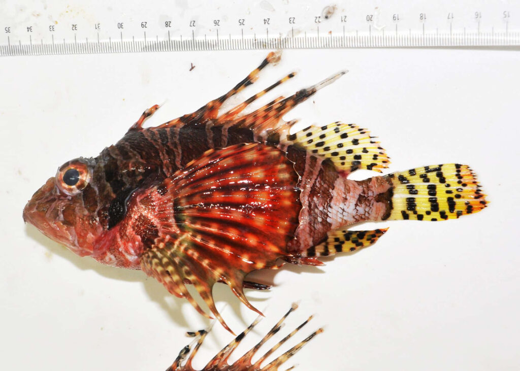 Vibrant Zebra Lionfish Wallpaper: Exotic Colors & Unique Patterns