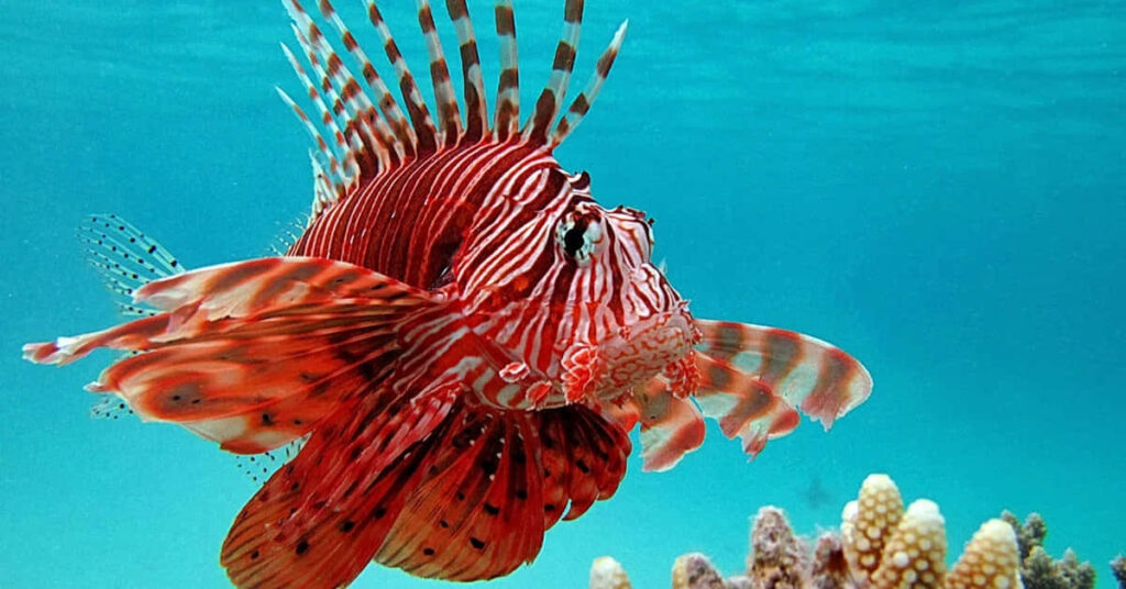 Vibrant Zebra Lionfish Over Coral Reef - Stunning Underwater Wallpaper