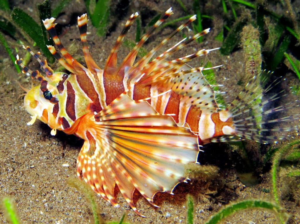 Vibrant Zebra Lionfish Wallpaper: Stunning Ocean Background Art