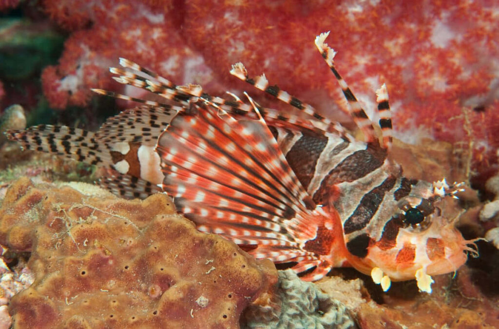 Vibrant Zebra Lionfish in Colorful Coral Underwater Landscape Wallpaper
