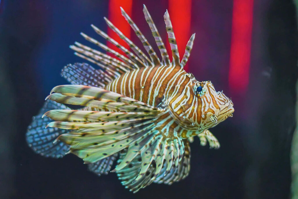 Vibrant Zebra Lionfish Swimming: Striking Patterns in Aquarium Wallpaper