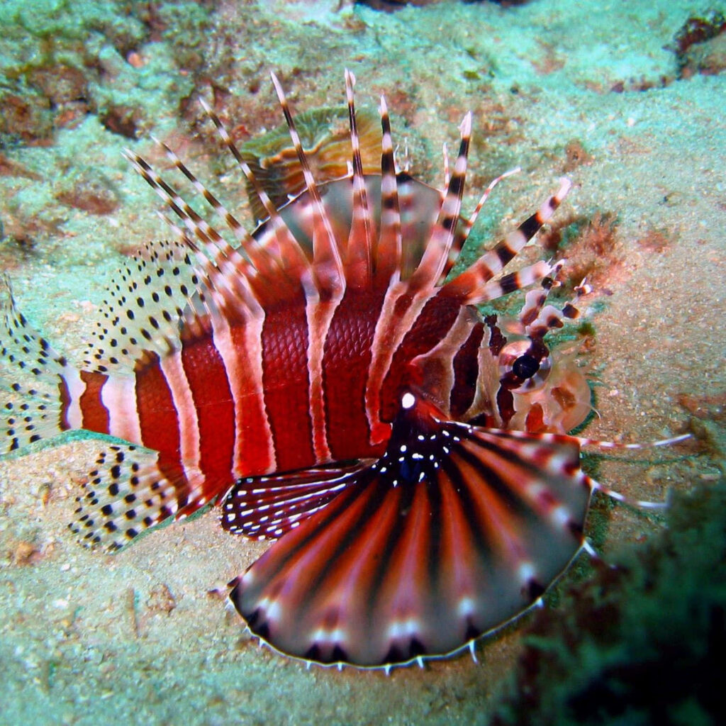 Vibrant Zebra Lionfish Wallpaper: Striking Underwater Background