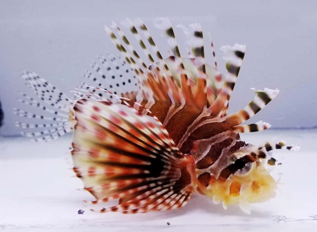 Vibrant Zebra Lionfish Wallpaper in Stunning Aquarium Setting