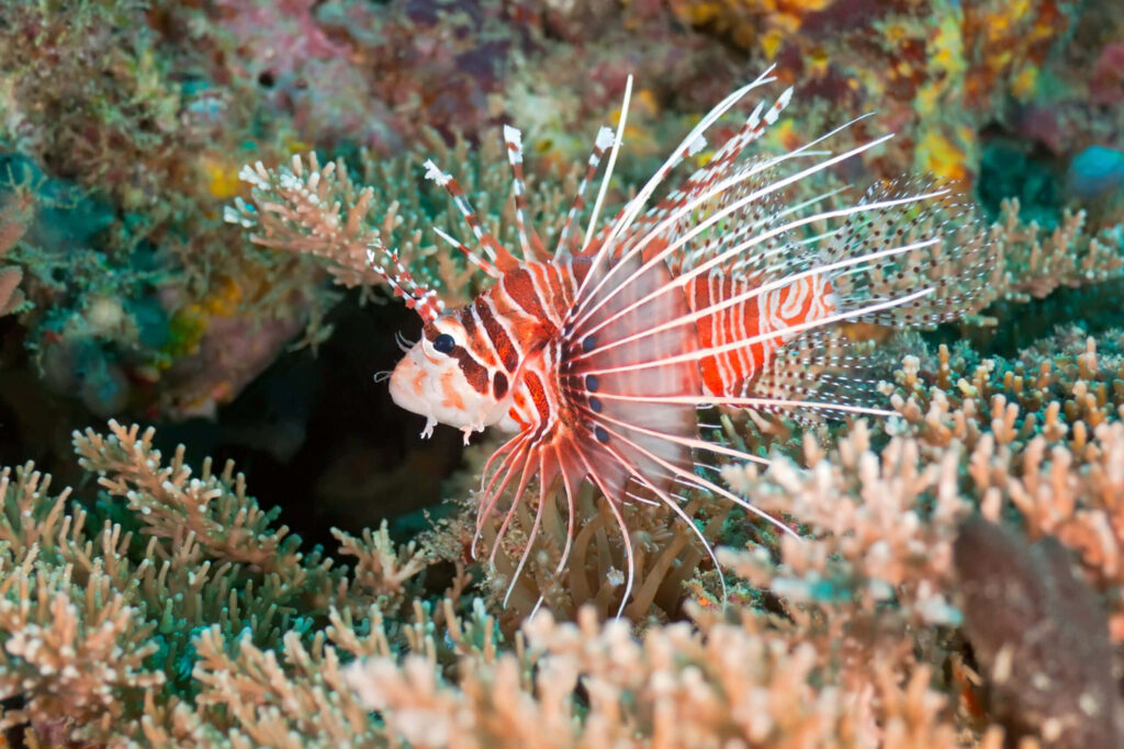 Vibrant Zebra Lionfish in Colorful Coral Reef Wallpaper