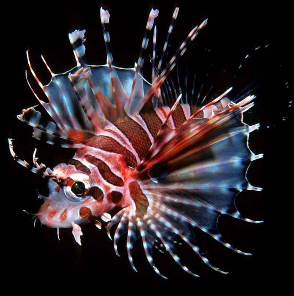 Vibrant Zebra Lionfish Wallpaper Against Deep Blue Background