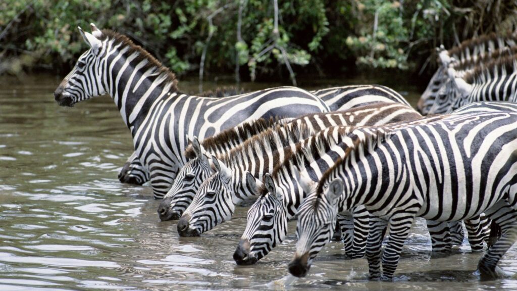 Zebras at Waterhole: Vibrant 1920x1080 Nature Wallpaper