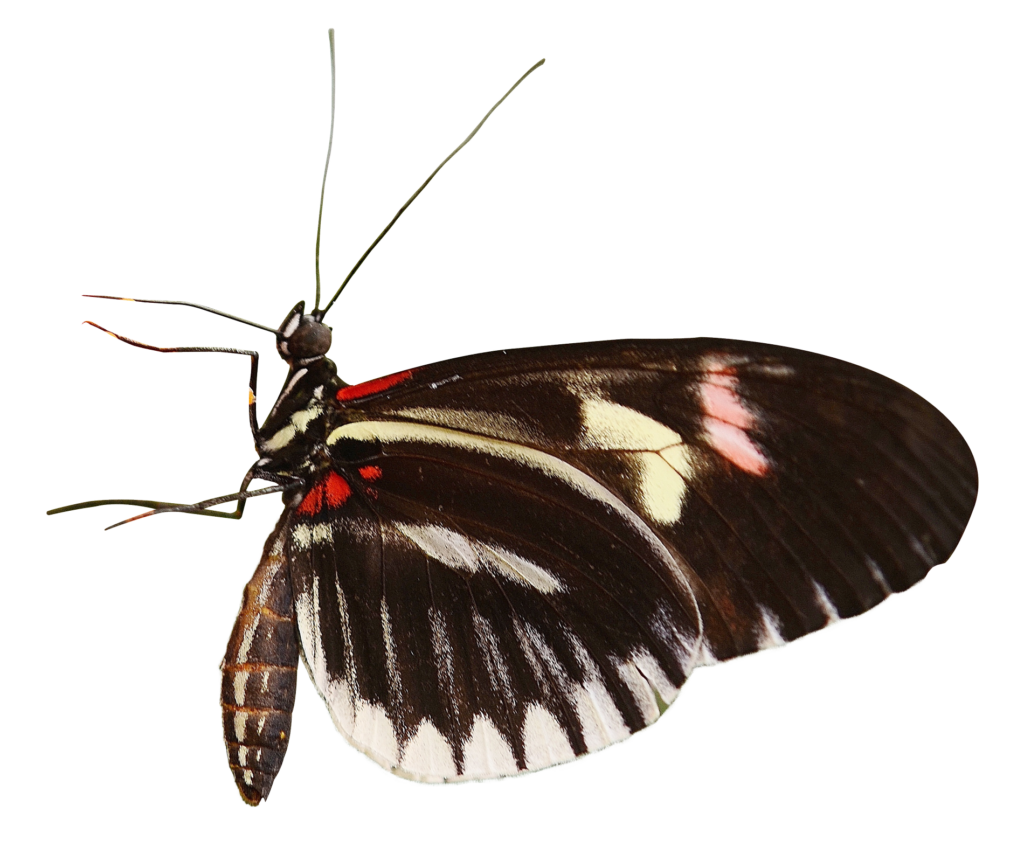 Vibrant Zebra Winged Butterfly Wallpaper: Intricate Black & White Design