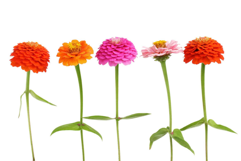 Vibrant Zinnia Flowers on White Background - Colorful Floral Wallpaper