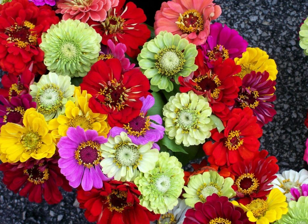 Colorful Zinnias Wallpaper: Bright Floral Display Against Dark Background