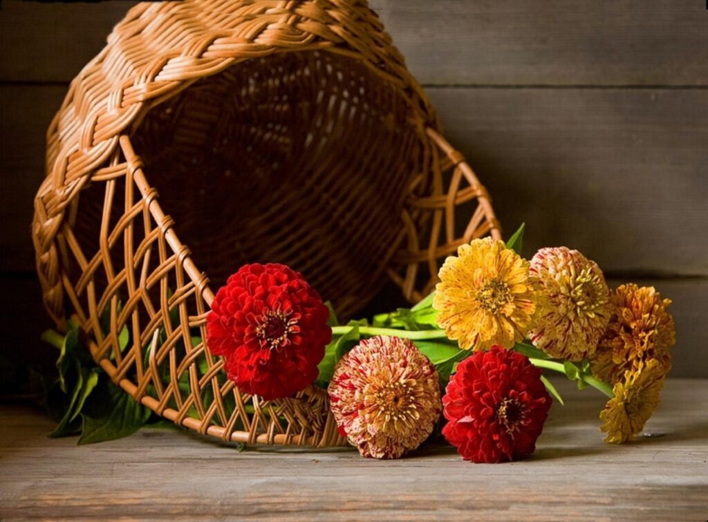 Charming Woven Basket with Vibrant Zinnias on Wooden Surface Wallpaper