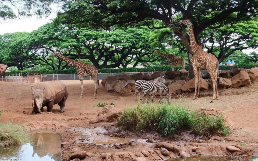 Vibrant Zoo Scene: Giraffes, Zebras, and Rhino in Lush Habitat Wallpaper
