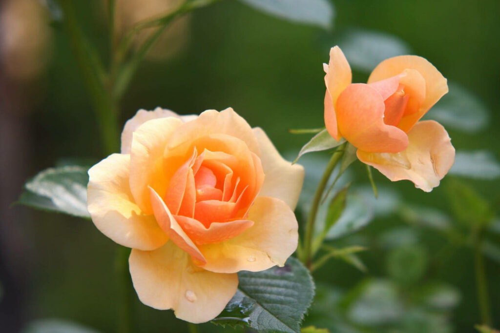 Bursting with Vibrant Beauty: Stunning Up-close Shot of Radiant Yellow Roses in Peak Blossom Wallpaper