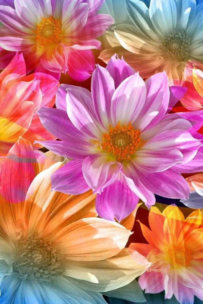 Vibrant iPhone Flower Wallpaper: Cheerful Nature Background
