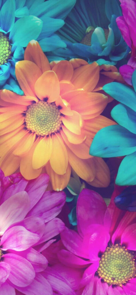 Vibrant Floral iPhone Wallpaper: Brighten Your Phone's Background