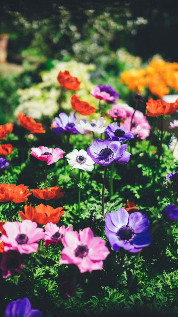 Vibrant iPhone Wallpaper: Lush Colorful Flower Garden Background