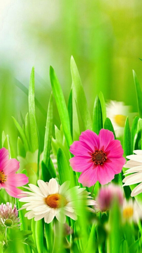 Vibrant Spring Meadow iPhone Wallpaper: Bright Flowers & Sky Background