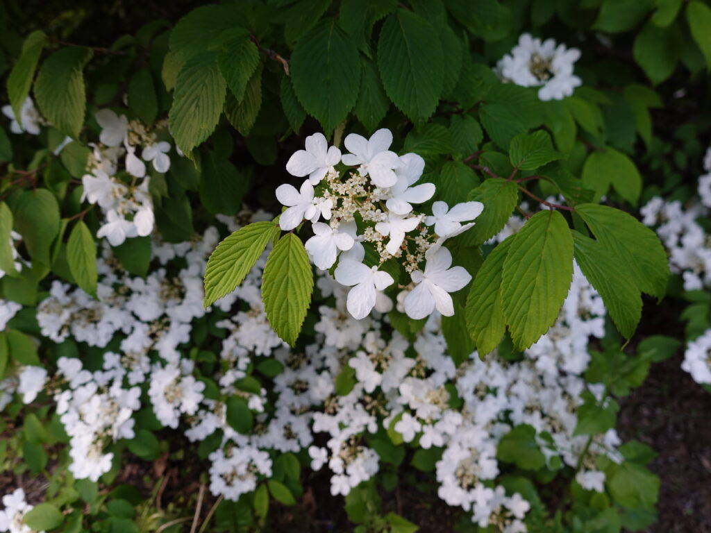 Vibrant Viburnum Flowers Wallpaper - Springtime Beauty 4864x3648