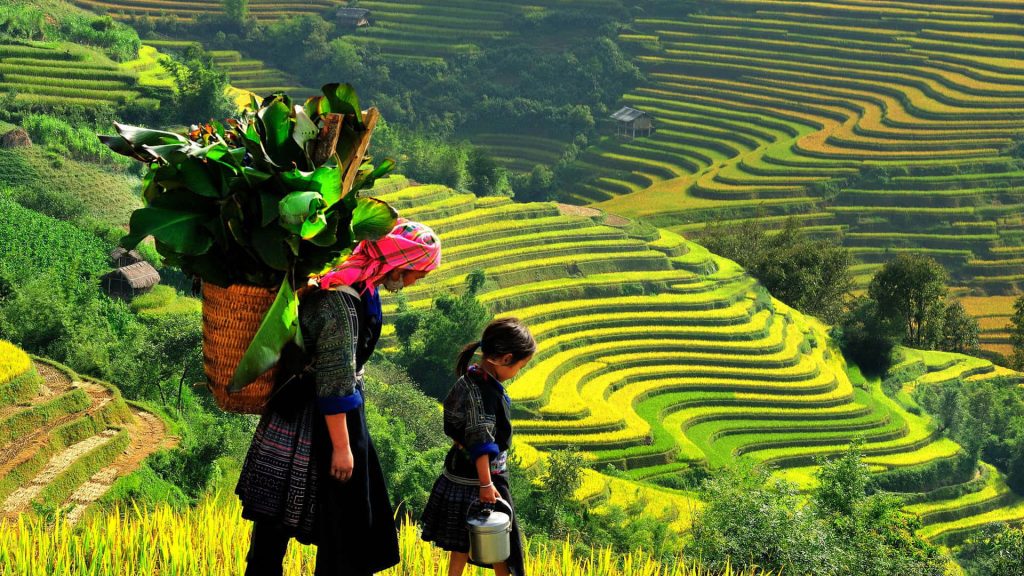 Mother and daughter walk through vibrant golden terraced rice fields in rural Vietnam Wallpaper