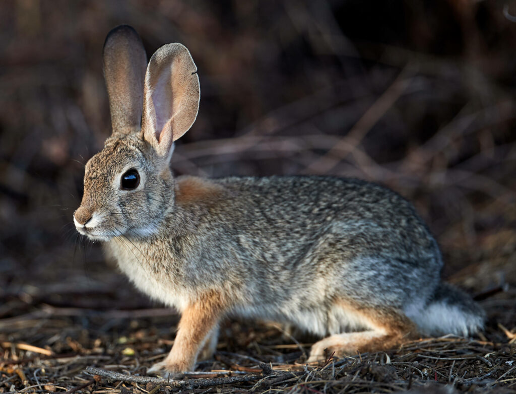 Observant Woodland Bunny: A Cute Rabbit on High Alert Wallpaper