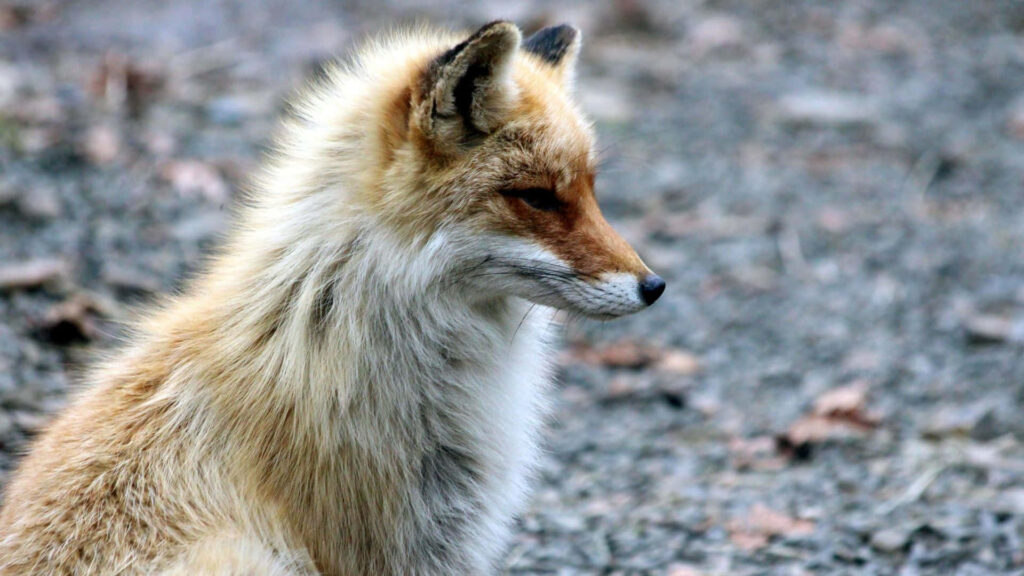 Vigilant Fox Wallpaper: Lush Fur & Sharp Features in Nature