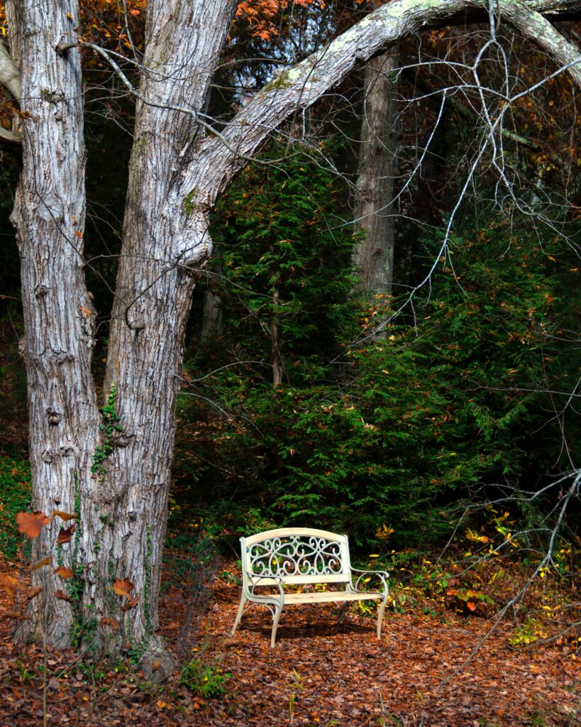 Vintage bench under tall rugged trees with vibrant autumn foliage and golden leaves ground Wallpaper