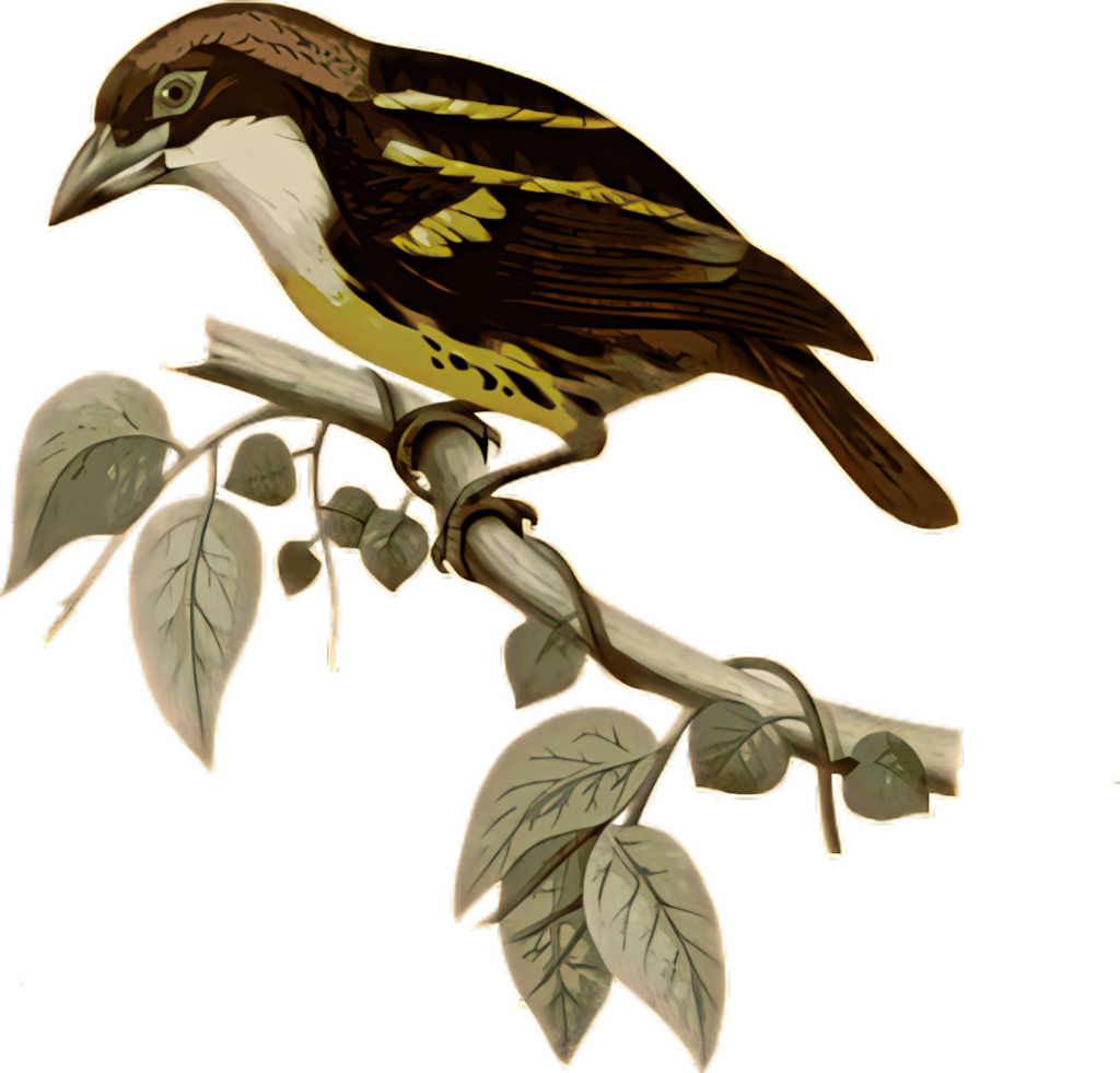 Vintage Bird Wallpaper: Intricate Feathered Art on Branch