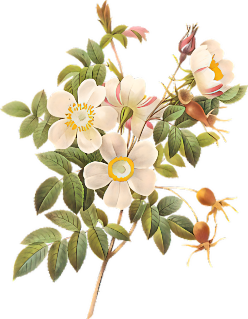 Vintage Rosa Canina Wallpaper: Elegant Botanical Illustration