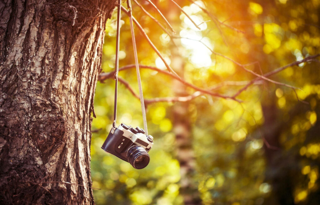 Sun-kissed Retro: A DSLR Blur Wallpaper of a Camera in Nature