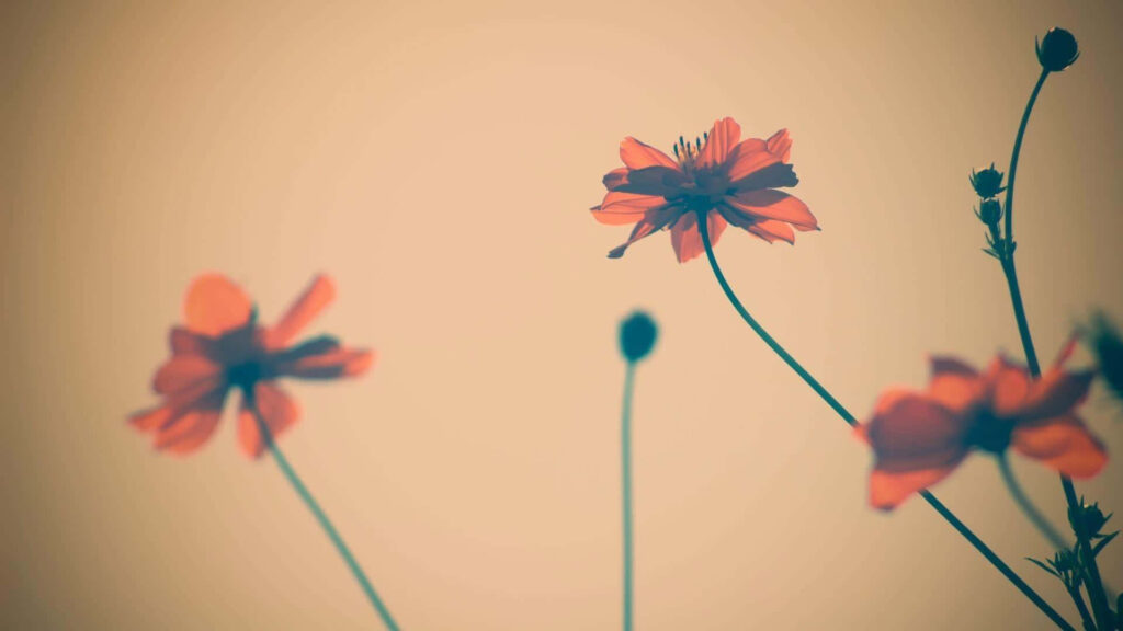 Vintage Cosmos Flowers Wallpaper: Elegant & Tranquil Background