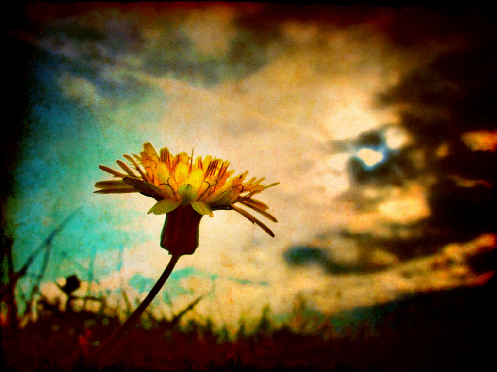 Daisy in Vignette: Vibrant Sky Background with Vintage Charm Wallpaper