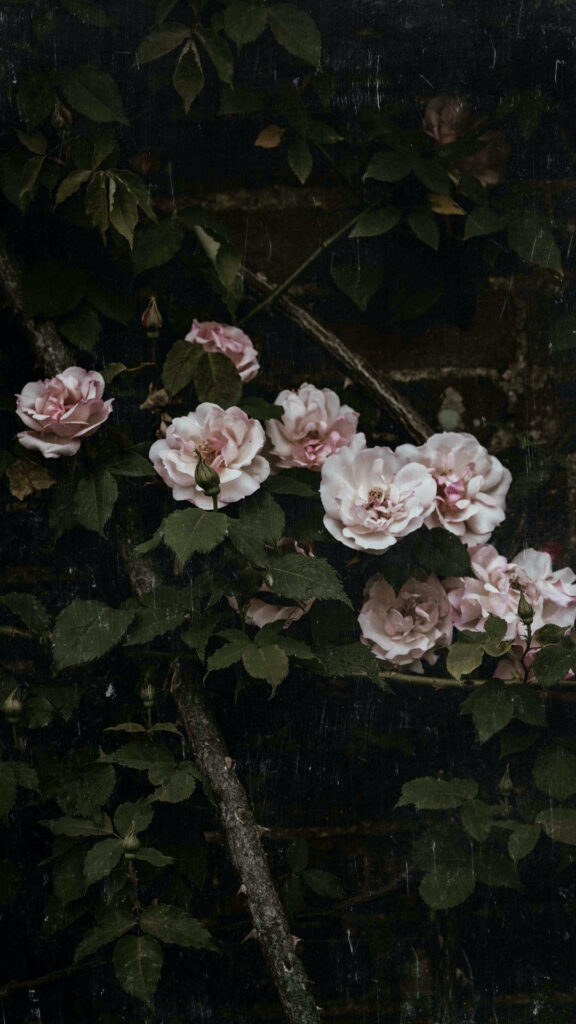 Vintage Floral Wallpaper: Pink Roses on Dark Textured Background