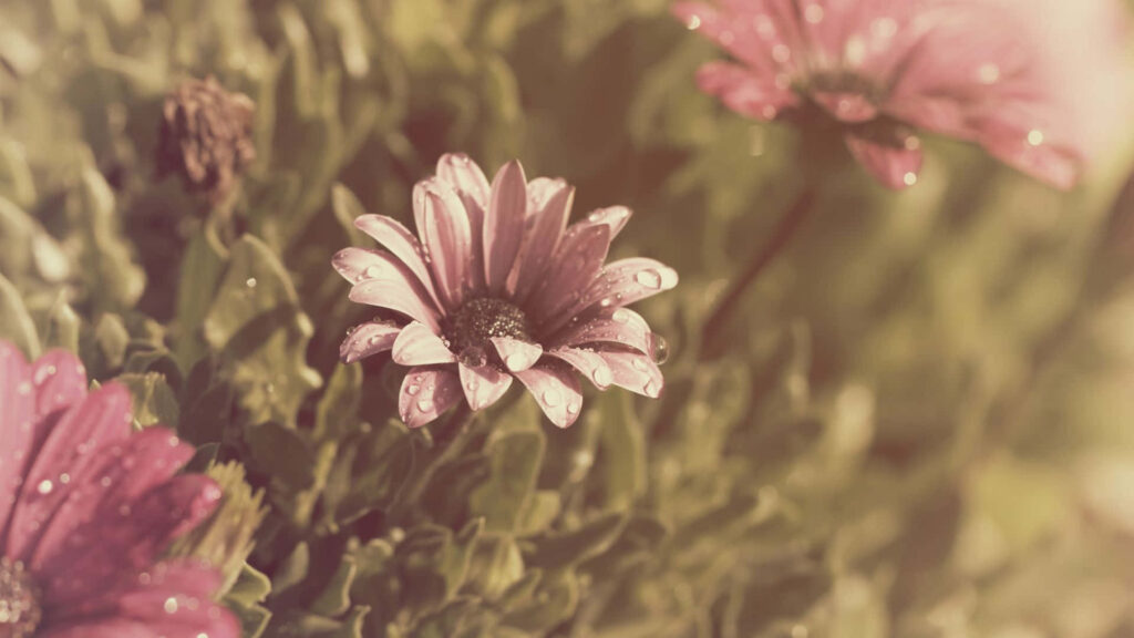 Vintage Flower Wallpaper with Water Droplets on Rustic Green Background