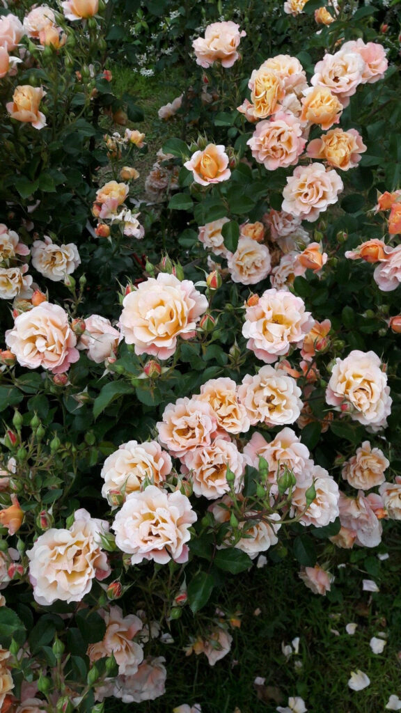 Vintage Garden Roses Wallpaper: Romantic Peach & Blush Floral Background