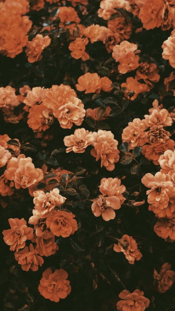 Vintage Orange Flower Wallpaper: Warm, Nostalgic Floral Background