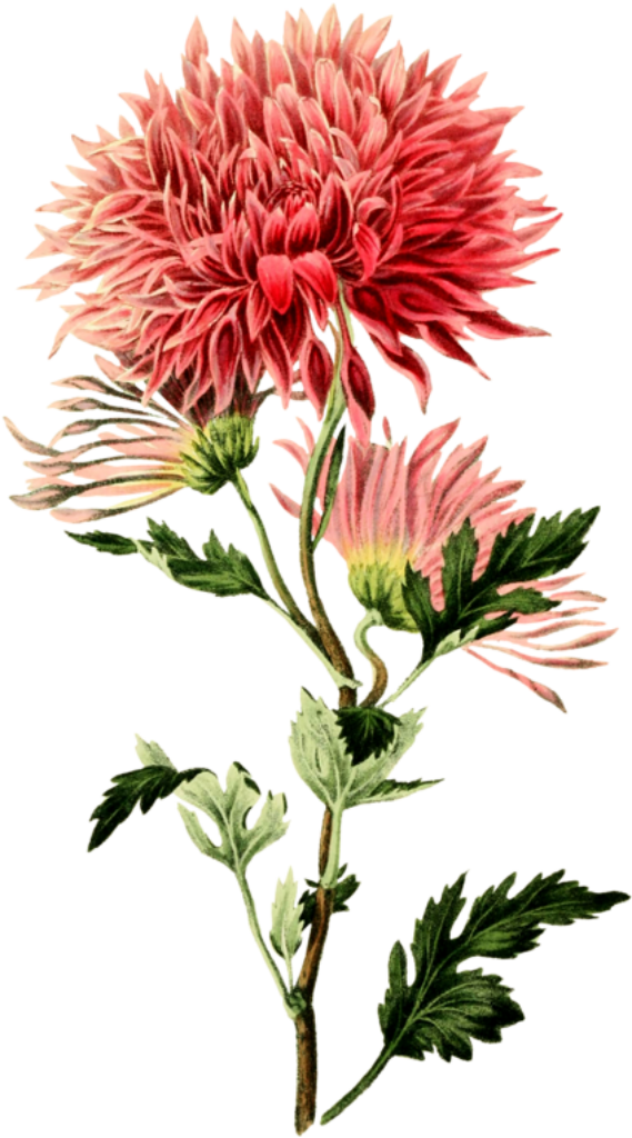 Vintage Pink Chrysanthemum Wallpaper Background with Intricate Detail