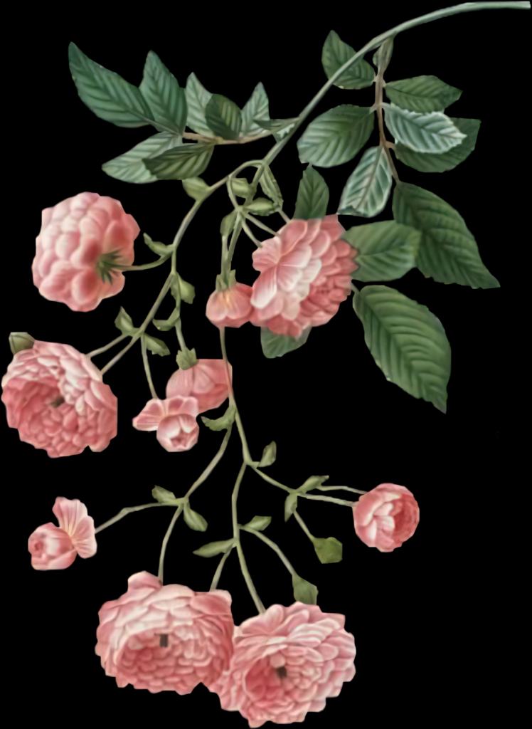 Vintage Pink Roses Wallpaper: Elegant Design on Dark Background
