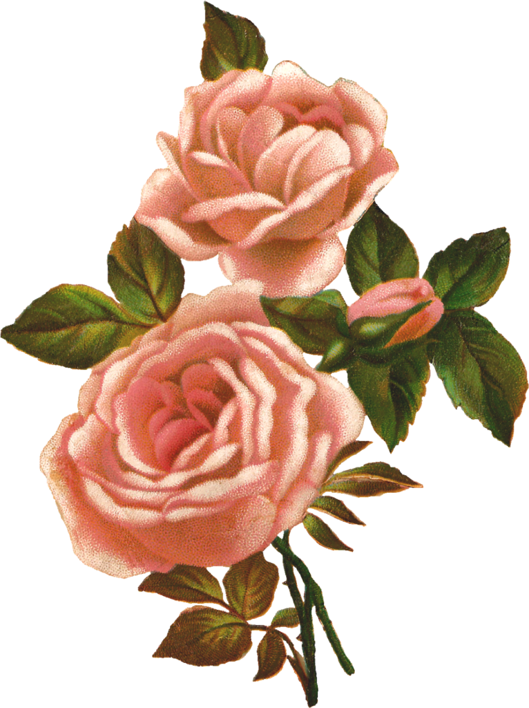 Vintage Pink Roses Wallpaper: Elegant Botanical Art Background